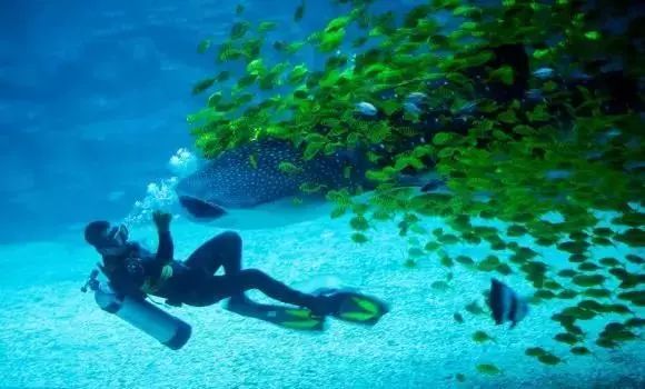 上海海洋海昌海洋公園，探秘奇妙的海洋世界，探秘上海海洋海昌海洋公園的奇妙海洋世界