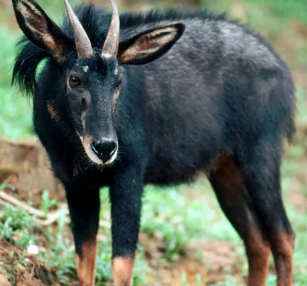 澳門四不像，獨(dú)特的魅力與風(fēng)情萬種，澳門獨(dú)特魅力，四不像與風(fēng)情萬種展現(xiàn)的魅力