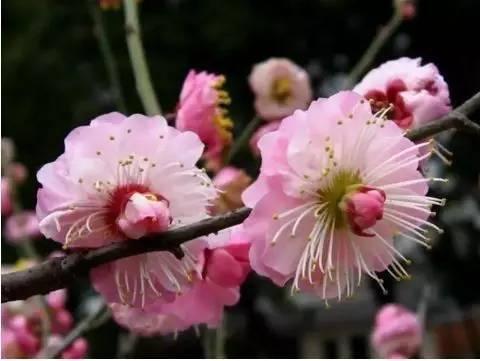 北京大觀園旅游攻略，北京大觀園游玩攻略大全