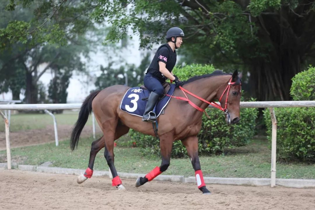 澳門賽馬會，歷史、文化與激情的交融，澳門賽馬會，歷史、文化與激情的盛會