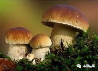 集團(tuán)菌，一種不容忽視的微生物，集團(tuán)菌，不容忽視的微生物探究