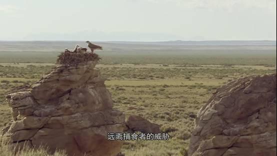 全球鷹與捕食者，天空中的觀察者與獵手，全球鷹與捕食者，天空中的觀察者與獵手對決